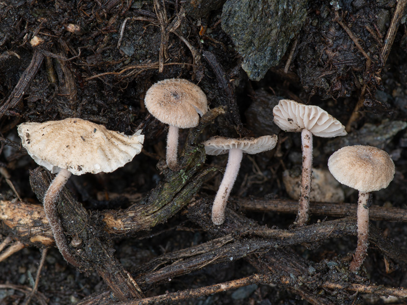 Crinipellis tomentosa